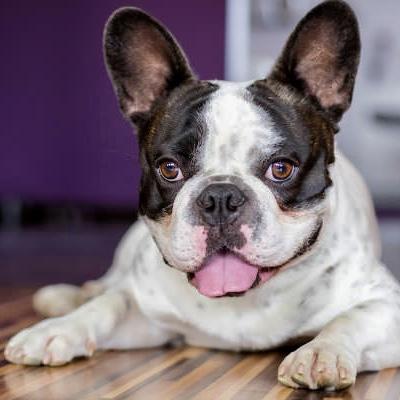 FRENCH BULLDOG