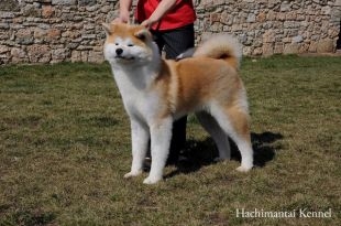 Hachi