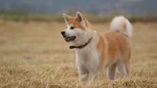 Shiba