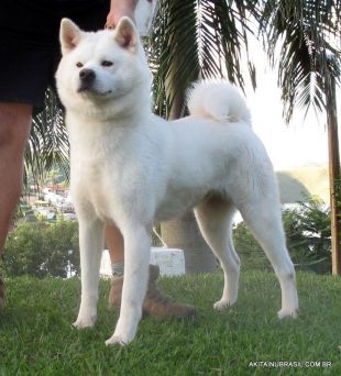 Akita