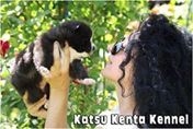 Kuma