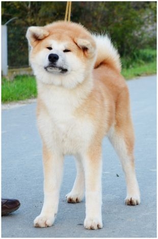 Harumi
