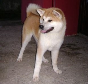 Choji
