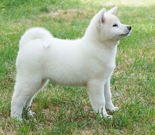 Sayuri
