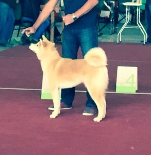 Kaja