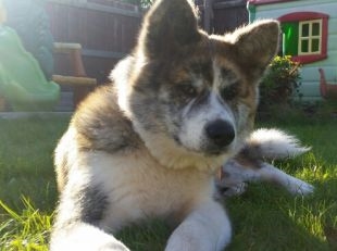 Koko