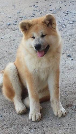 Akita