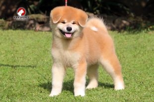 Nanfuu
