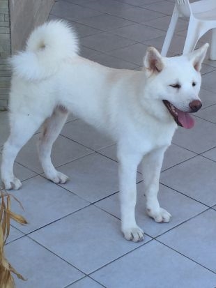 Shiro