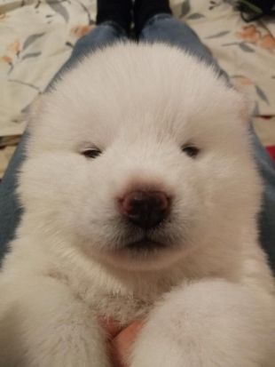 Lumi