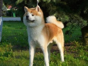 Yoshi