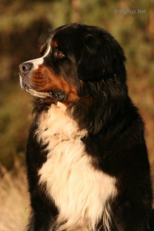 OTTO