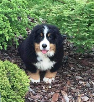 BOSCO
