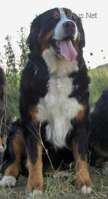 Jule