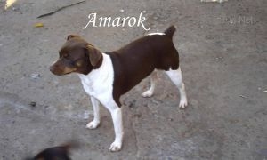 AMAROK