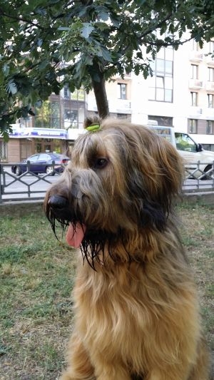 Яся