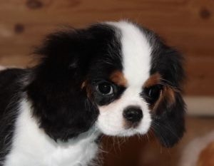 Lola