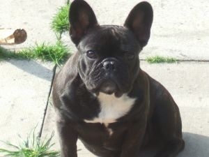 Truffle