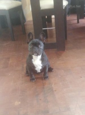 HERA