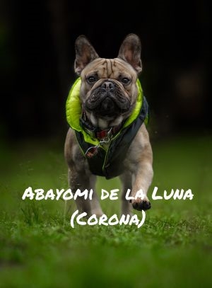 ABAYOMI DE LA LUNA