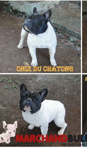 ONIX