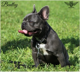 Bentley