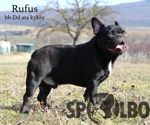 Rufus