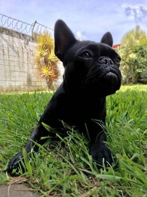 MAYA