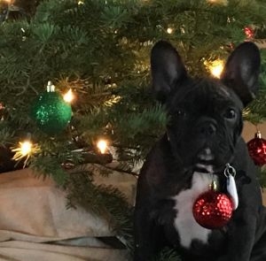 GUISEPPE THE FRENCHIE