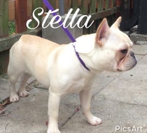 Stella