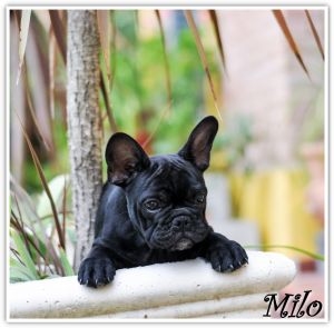 MILO