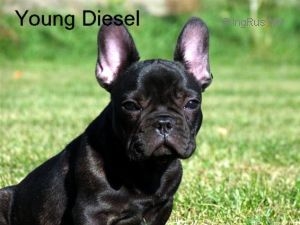 Diesel