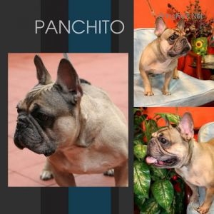 Panchito