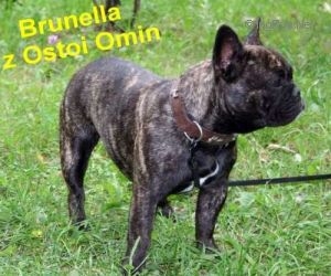 BRUNELLA Z OSTOI OMIN