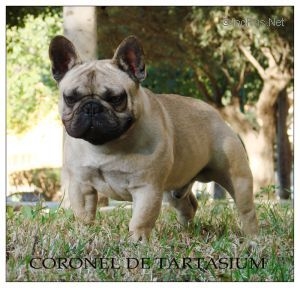 CORONEL DE TARTASIUM