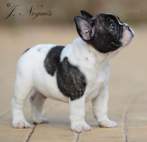 ROYAL KING DE LITTTLEFRENCHIES