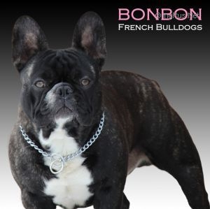 BonBon's Bruno