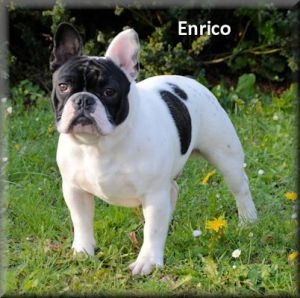 Enrico