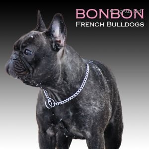 BonBon's Bella