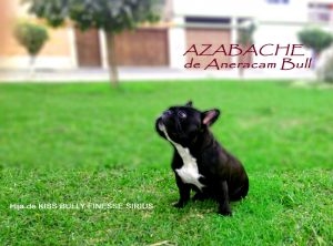 AZABACHE