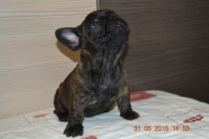 Чижик