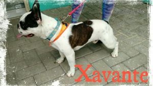 XAVANTE