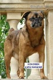 KOKOS