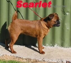 SCARLET