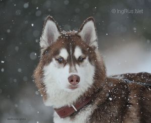 Челси