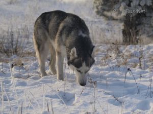 Кристофер