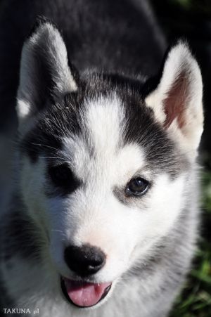 Kenai