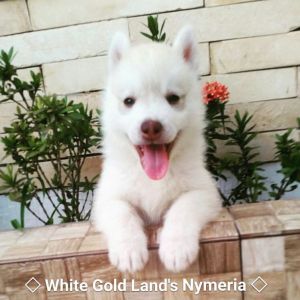 NYMERIA