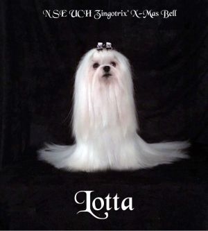 Lotta