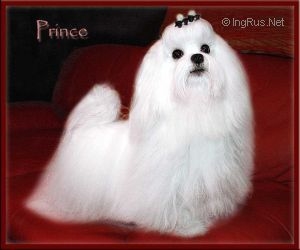 Prince